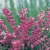 Erica x DARLEYENSIS 'Arthur Johnson'