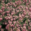 Erica x DARLEYENSIS 'Ghost Hills'