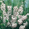 Erica x DARLEYENSIS 'Silberschmelze'