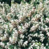 Erica x DARLEYENSIS 'White Glow' Sapho