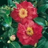 Camellia JAPONICA 'Blood of China'