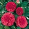 Camellia JAPONICA 'Colonel Firey'