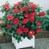 Camellia JAPONICA 'Adolphe Audusson'