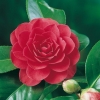Camellia JAPONICA 'Coquettii'