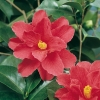 Camellia JAPONICA 'Freedom Bell'