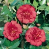 Camellia JAPONICA 'General Leclerc'