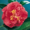 Camellia JAPONICA 'Grand Prix'