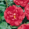 Camellia JAPONICA 'Grand Slam'