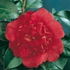 Camellia JAPONICA 'Kramer's Suprême'