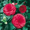 Camellia JAPONICA 'Mme Lebois'