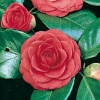 Camellia JAPONICA 'Margherita Coleoni'