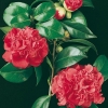 Camellia JAPONICA 'Madame Martin Cachet'