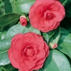 Camellia JAPONICA 'Paolina Guichardini'
