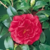 Camellia JAPONICA 'Tom Knudsen'