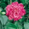 Camellia JAPONICA 'Anticipation'