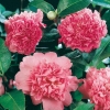 Camellia JAPONICA 'Ballet Queen'