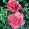 Camellia JAPONICA 'Barbara Clark'