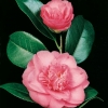 Camellia JAPONICA 'Chandleri Elegans' = 'Elegans'