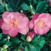 Camellia JAPONICA 'Daintiness'