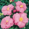 Camellia JAPONICA 'Donation'