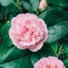 Camellia JAPONICA 'Duchesse de Caze'