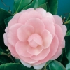 Camellia JAPONICA 'E.G. Waterhouse'