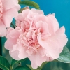 Camellia JAPONICA 'Elsie Jury'