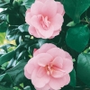 Camellia JAPONICA 'Fleur de Pêcher'