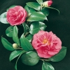 Camellia JAPONICA 'Gloire de Nantes'