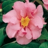 Camellia JAPONICA 'Leonard Messel'