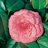Camellia JAPONICA 'Mathotiana Rosea'