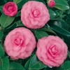 Camellia JAPONICA 'Mrs Tingley'