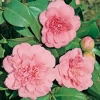 Camellia JAPONICA 'Preston Rose'