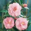 Camellia JAPONICA 'Spring Festival'