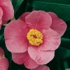 Camellia JAPONICA 'St Ewe'