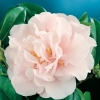 Camellia JAPONICA 'Tiffany'