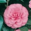 Camellia JAPONICA 'Water Lily'