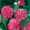 Camellia JAPONICA 'Debbie'