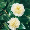 Camellia JAPONICA 'Brushfield's Yellow'