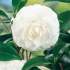 Camellia JAPONICA 'Mathotiana Alba'