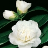 Camellia JAPONICA 'Nobilissima'