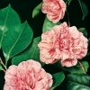 Camellia JAPONICA 'Comte de Gomer'