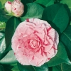 Camellia JAPONICA 'Comtesse Lavinia Maggi'