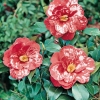 Camellia JAPONICA 'Donckelarii'