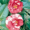 Camellia JAPONICA 'Kellingtonia'