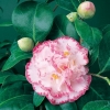 Camellia JAPONICA 'Margaret Davis'