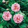 Camellia JAPONICA 'Souvenir de Henri Guichard'