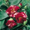 Camellia JAPONICA 'Ville de Nantes'