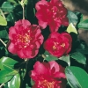 Camellia SASANQUA 'Bonanza'