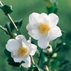 Camellia SASANQUA 'Cleopatra'